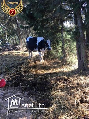 Senya à ElHawariya à ne pas rater!!CONTACTER: 90611201