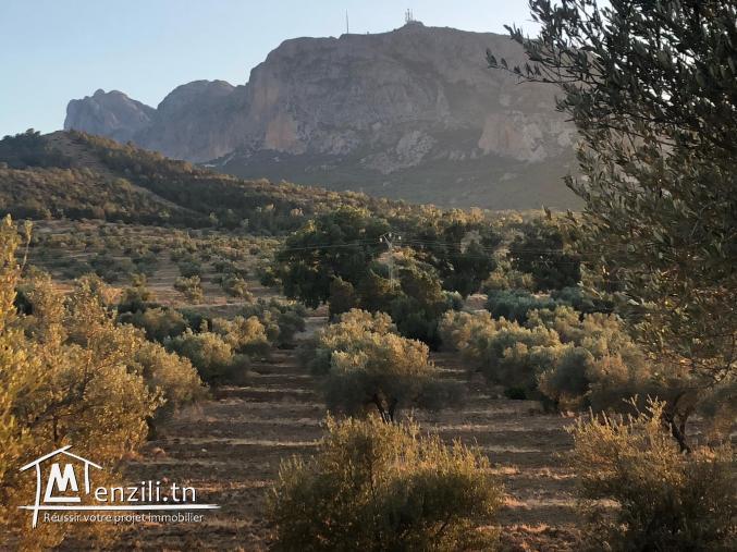 Bonne occasion Un hectare 80 olivier à 3 min de zaghouan ville, sur route principale de zriba