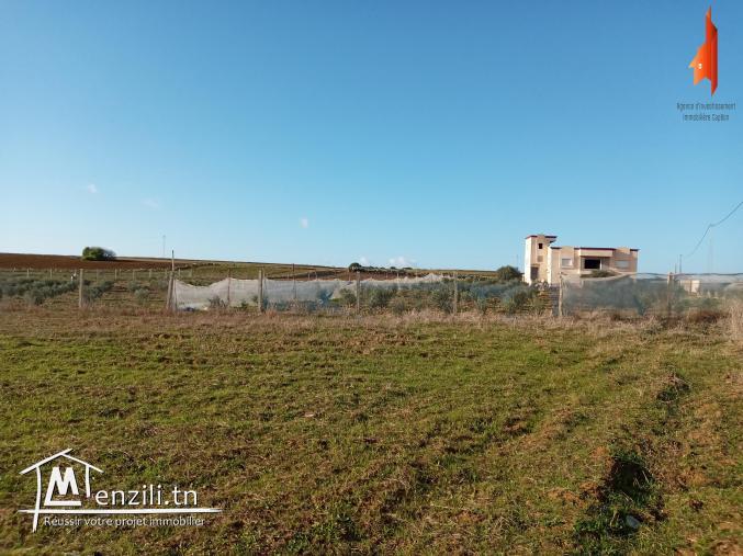 terrain à vendre de 6000 m2 à Tamozrat Kélibia