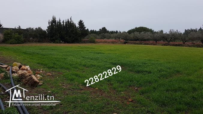 ارض فلاحية للبيع