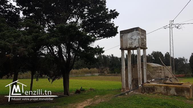 ارض فلاحية للبيع