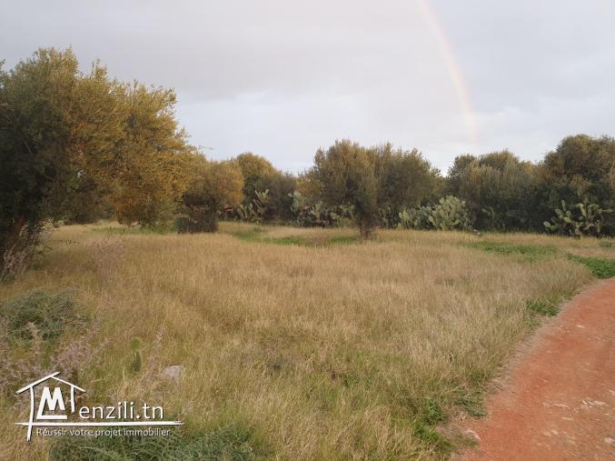 فرصة أرض صالحة للبناء ذات ملكية فردية