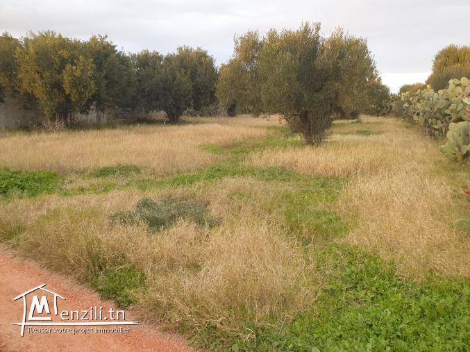 فرصة أرض صالحة للبناء ذات ملكية فردية