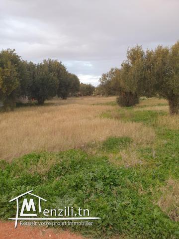 فرصة أرض صالحة للبناء ذات ملكية فردية