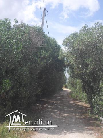 grande maison a borj touil