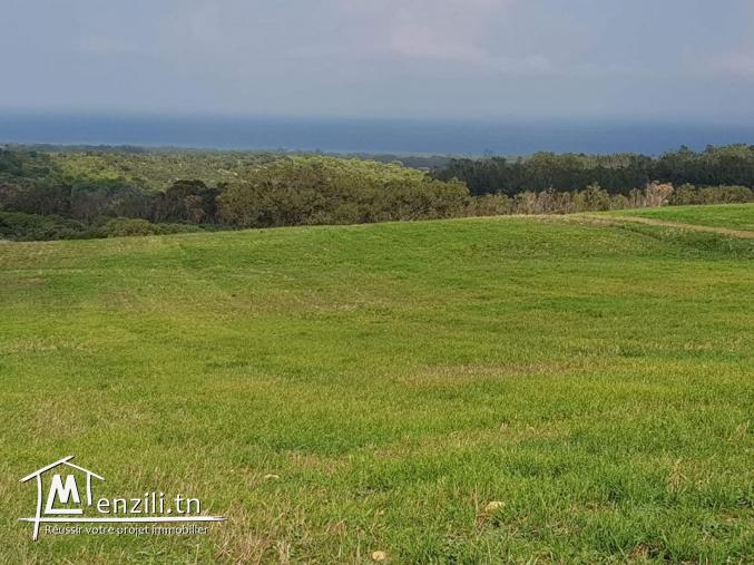 أرض تبعد 5 كلم  على قليبية