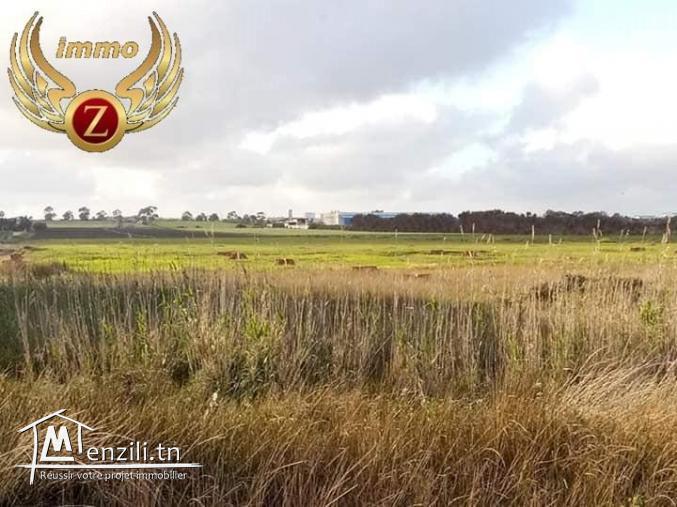 a vendre terrain  de 250 m2 a kelibia