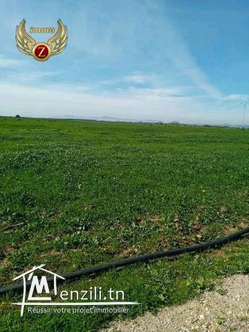 à vendre terrain à kelibia de 230 m2