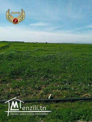 à vendre terrain à kelibia de 230 m2