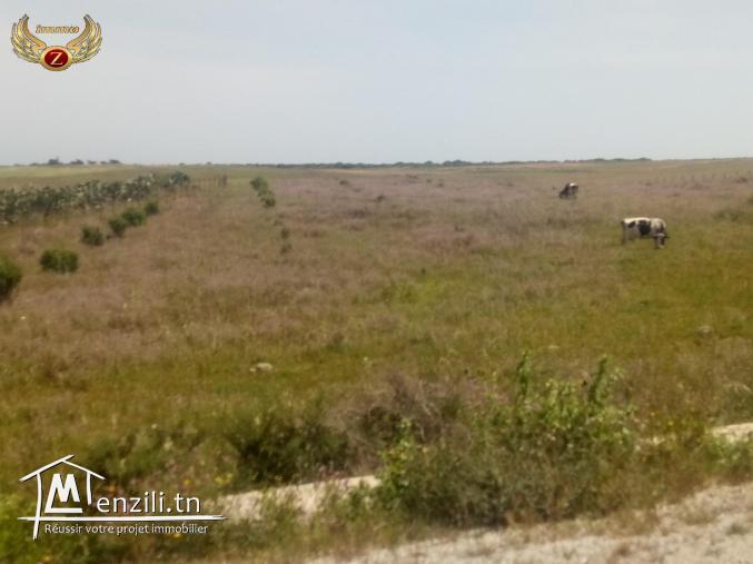 à vendre terrain 1000 m² à kelibia tamezrat