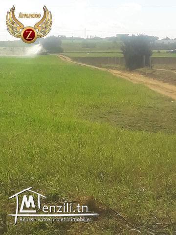 terrain a vendre dar allouch kelibia