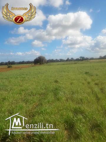 terrain a vendre dar allouch kelibia