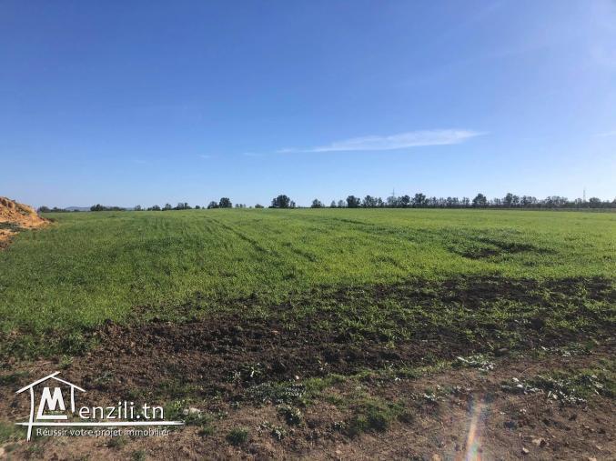 Terrain agricole de 4.5ha a bouargoub