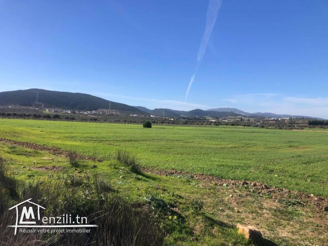 Terrain agricole de 4.5ha a bouargoub