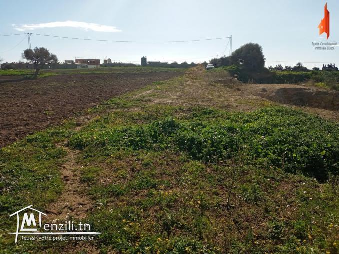 أرض فلاحية   طريق" حاروري " قليبية