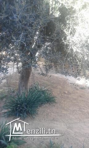 a vendre maison avec jardin