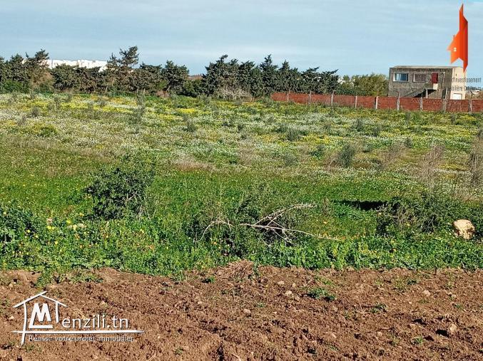 أرض فلاحية   طريق" حاروري " قليبية ب 13 مليون