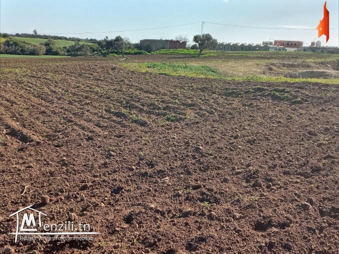 أرض فلاحية   طريق" حاروري " قليبية ب 13 مليون