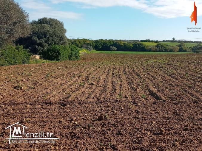 أرض فلاحية   طريق" حاروري " قليبية ب 13 مليون