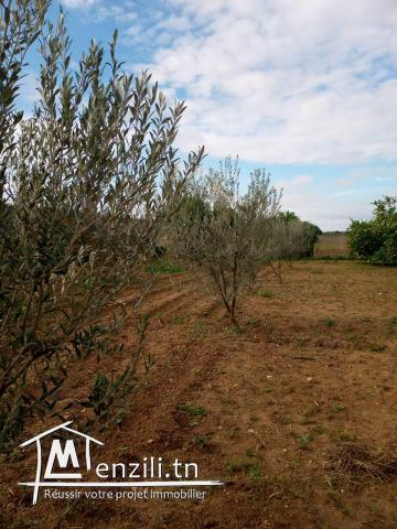 terrain  à bejaoua2 oued ellil Manouba