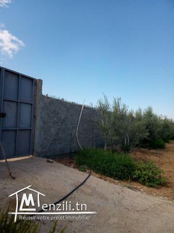 terrain  à bejaoua2 oued ellil Manouba
