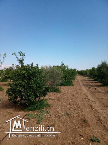 terrain  à bejaoua2 oued ellil Manouba