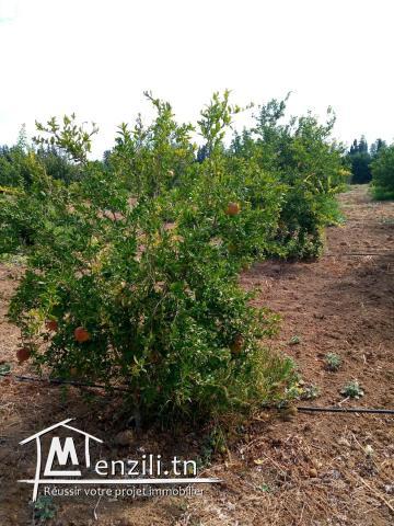 terrain  à bejaoua2 oued ellil Manouba