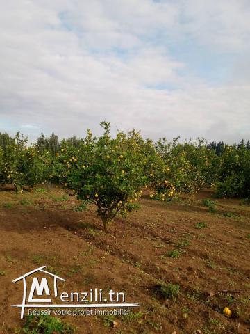 terrain  à bejaoua2 oued ellil Manouba