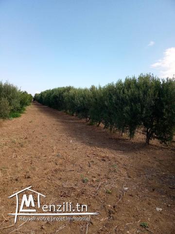 terrain  à bejaoua2 oued ellil Manouba