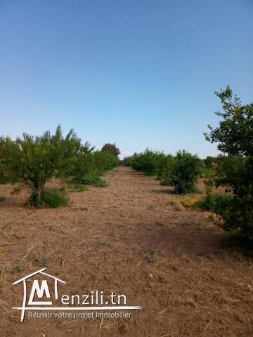 terrain  à bejaoua2 oued ellil Manouba