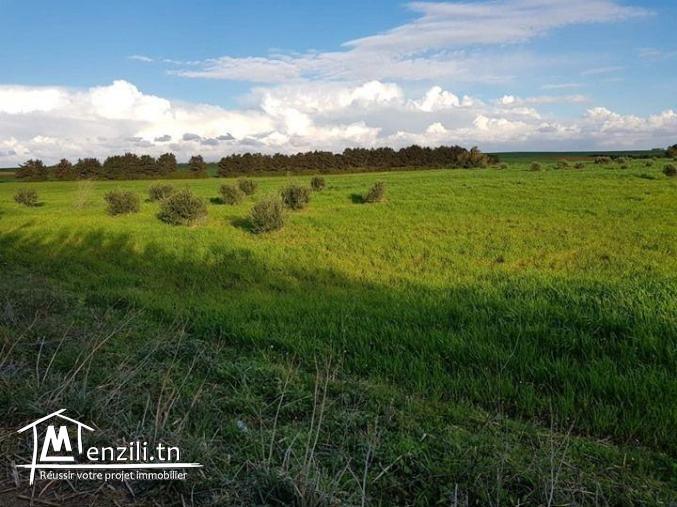 قليبية  300م² 98915553