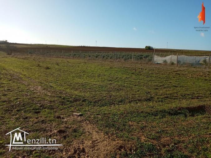 للبيع أرض 6000 م ² في تمزرات قليبية