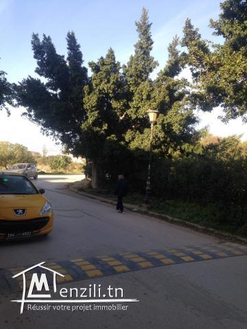 Offre de terrain à saisir à la mâalga