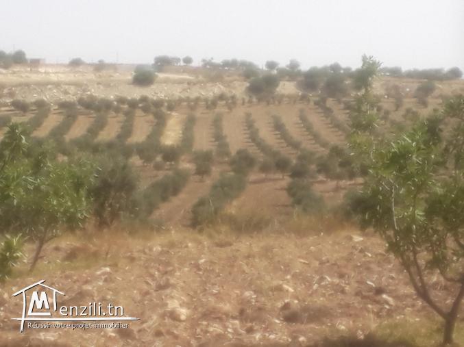 des lots d' Un    Ha     Agricole