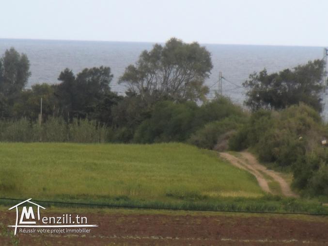 1 hectar a vendre a vendre vue dégagée a la plage