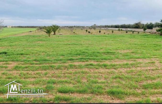 Terrain à Hammamet de 3053 m2