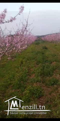 Terrain à vendre à Oued Elil