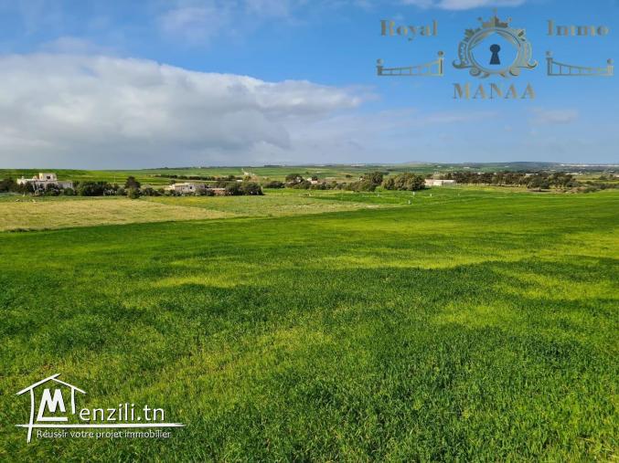 58443378  عروضنا ما توفاش و جمله مكيفهاش