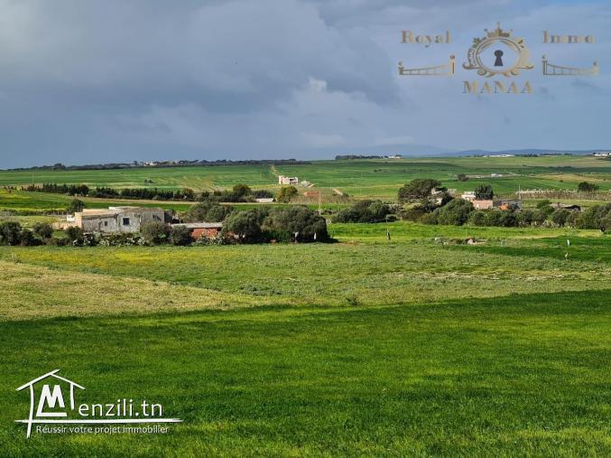 58443378  عروضنا ما توفاش و جمله مكيفهاش