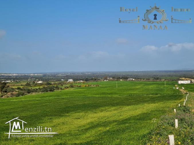 58443378  عروضنا ما توفاش و جمله مكيفهاش