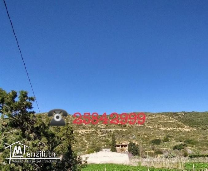 terrain commercial ou pour habitation