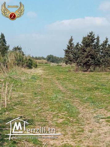 terrain a vendre a tamizret-kelibia