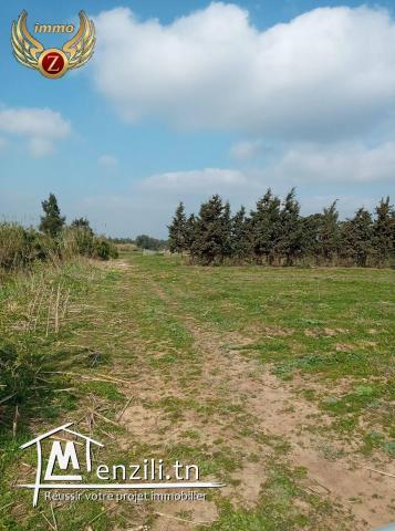 terrain a vendre a tamizret-kelibia