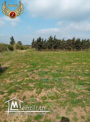 terrain a vendre a tamizret-kelibia