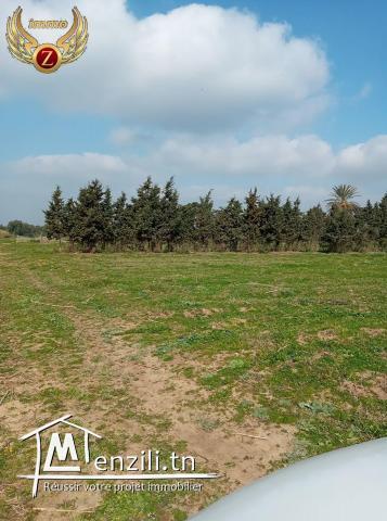 terrain a vendre a tamizret-kelibia