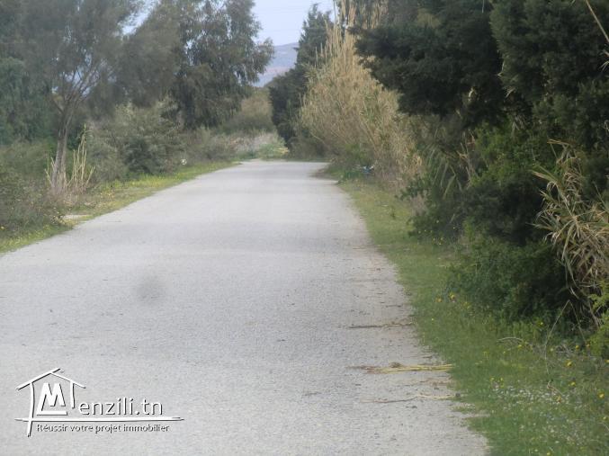 deux hectars a vendre 264000dt