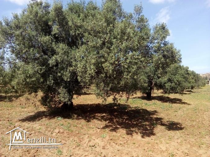 سانية زيتون للبيع