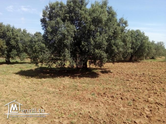 سانية زيتون للبيع