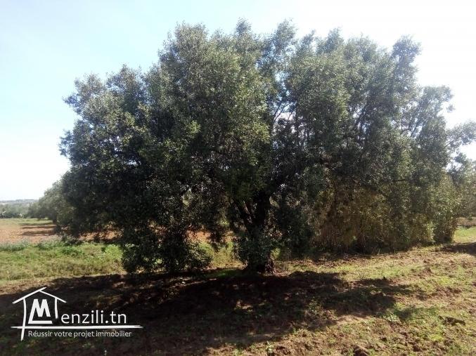 سانية زيتون للبيع