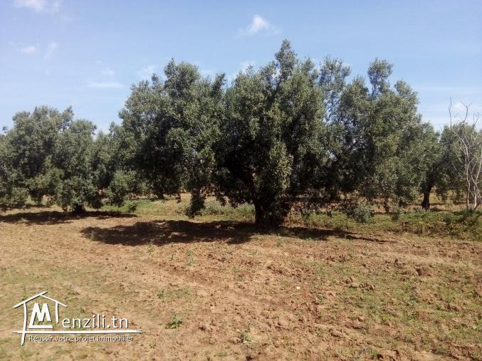 سانية زيتون للبيع